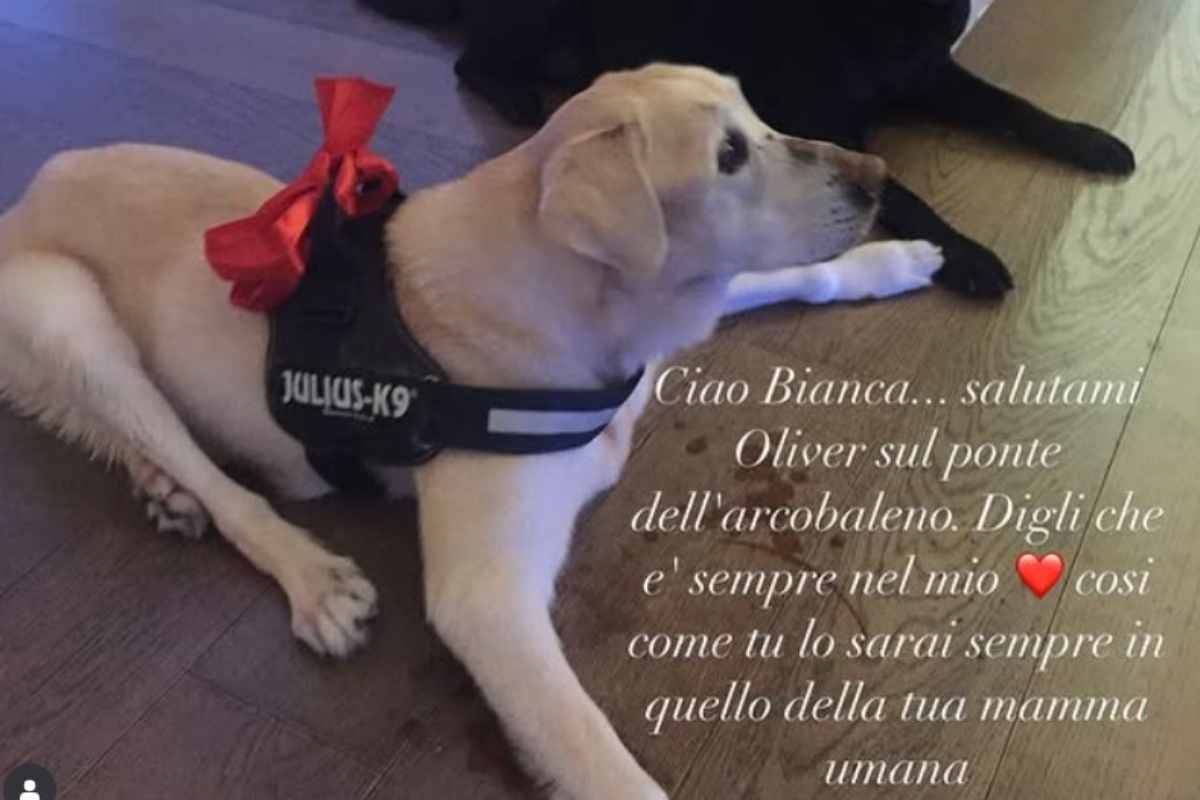 Bianca, il cane della Clerici