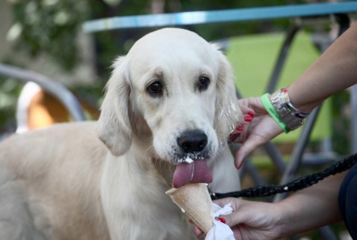 Cane mangia il gelato