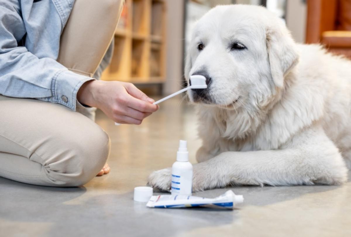 Cane pronto alla spazzolatura dei denti