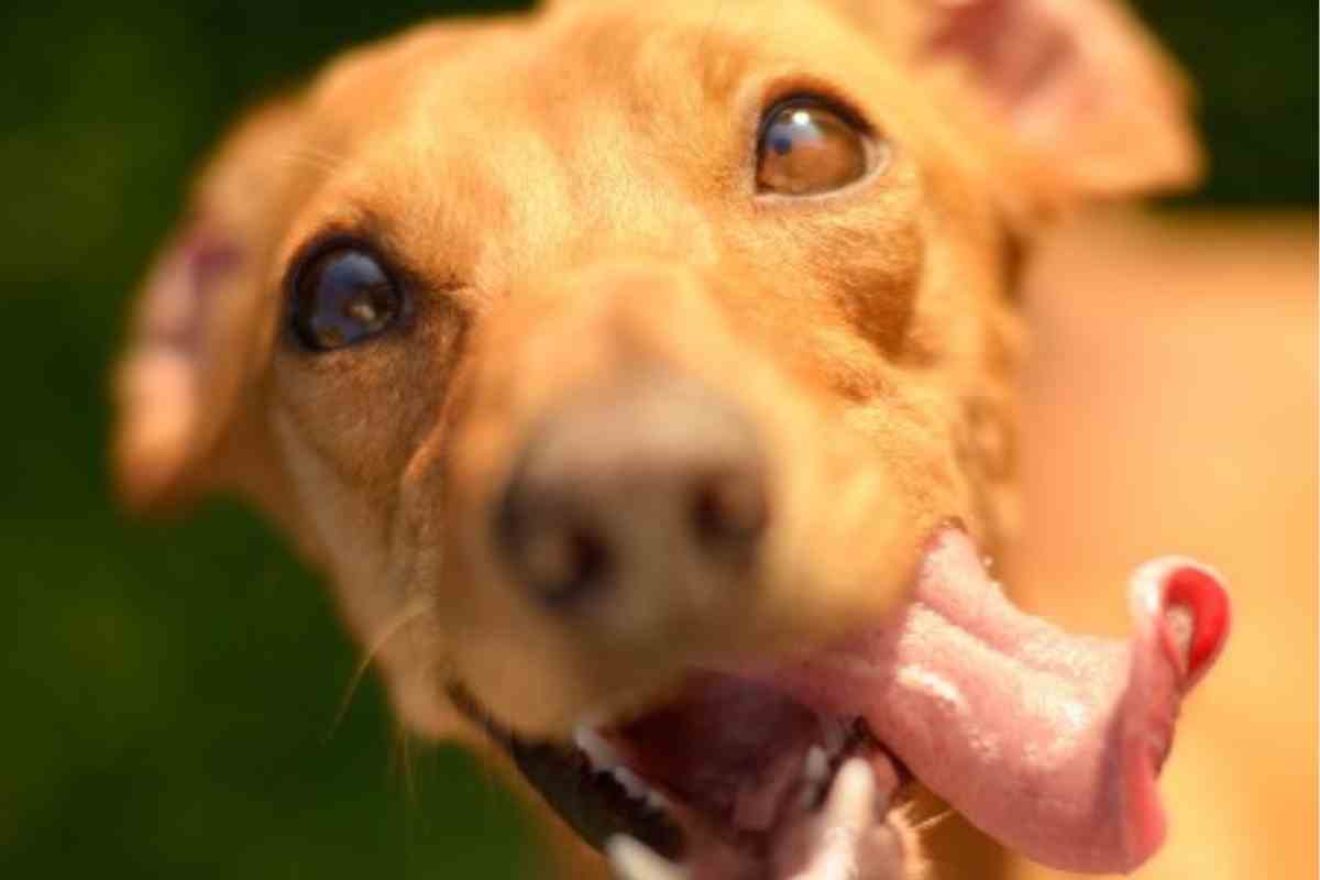 Cane