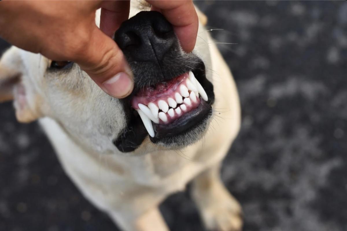 Denti del cane