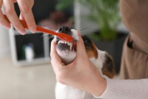 Lavare denti al cane