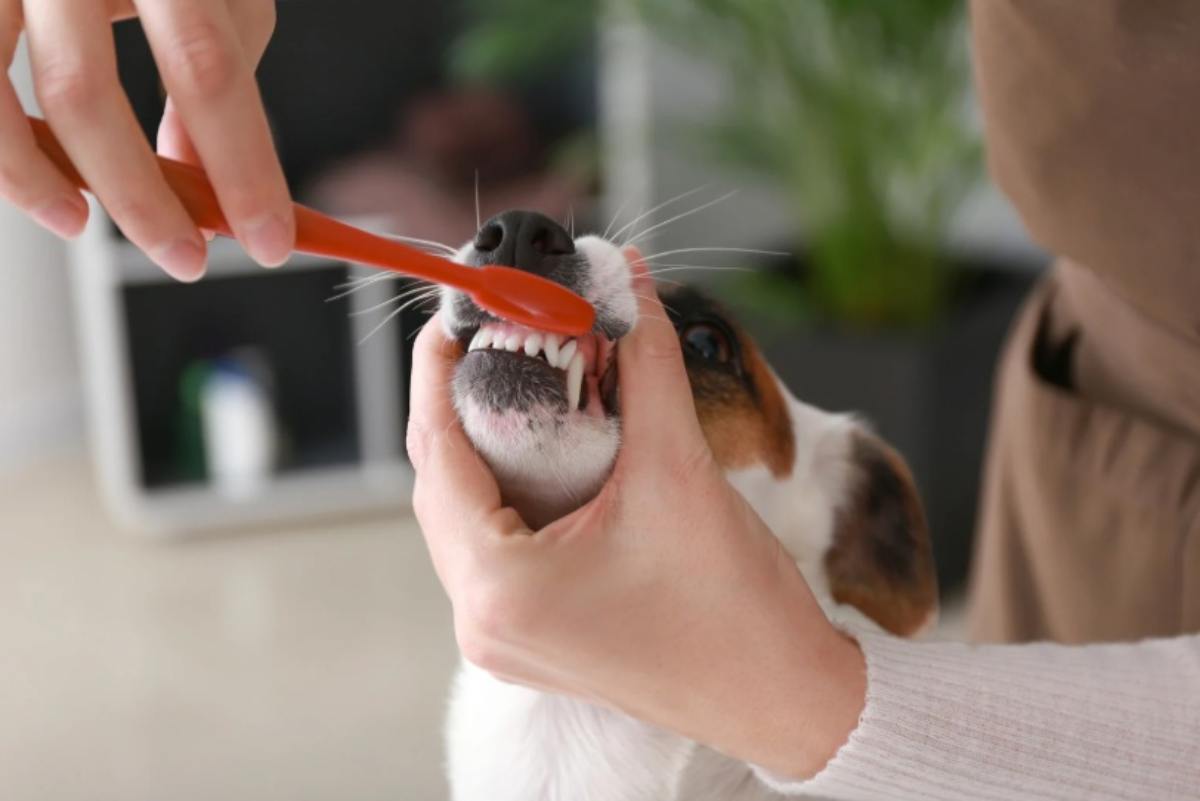 Lavare denti al cane