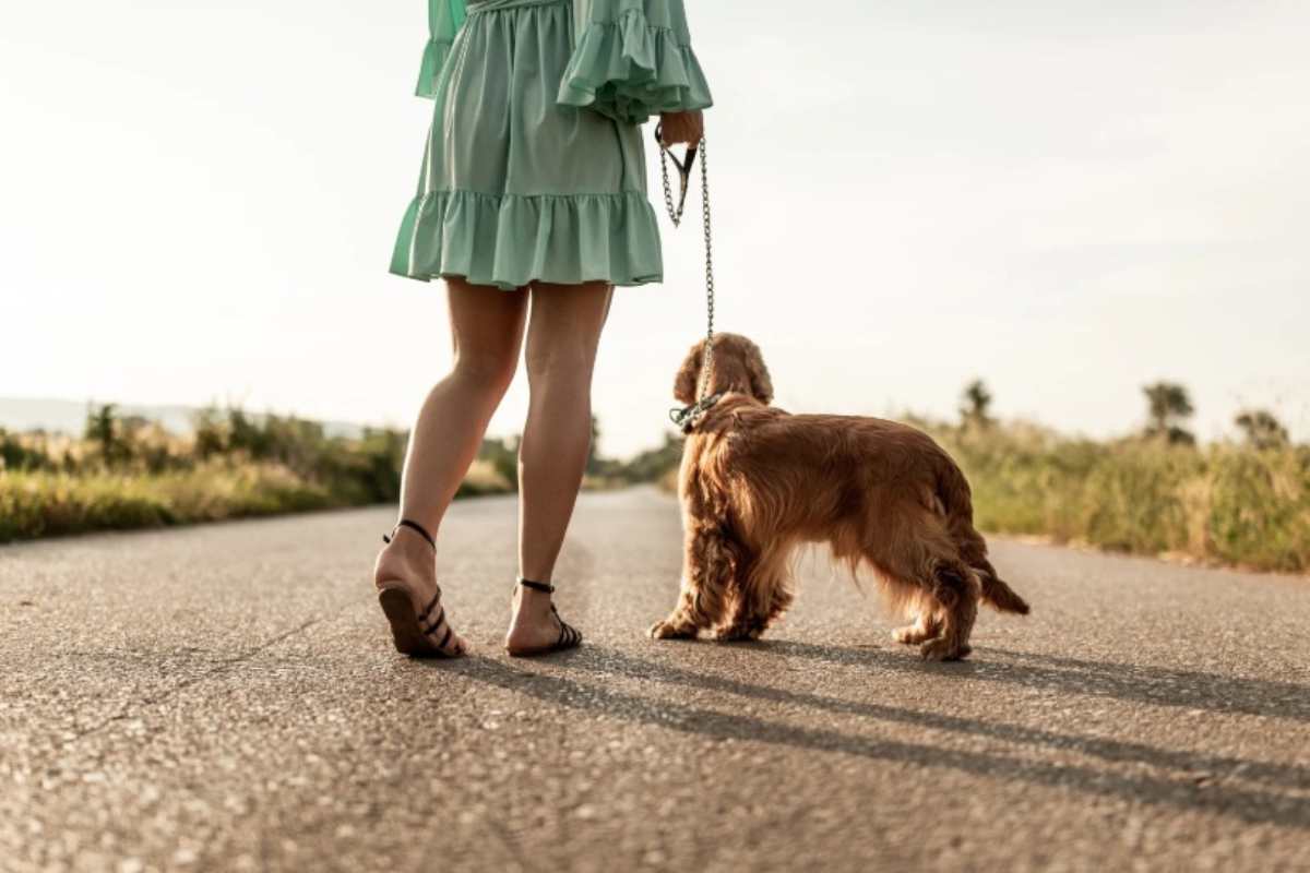Passeggiata estiva con il cane