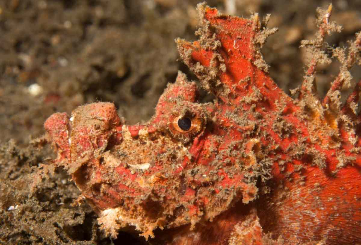 Pesce diavolo spinoso