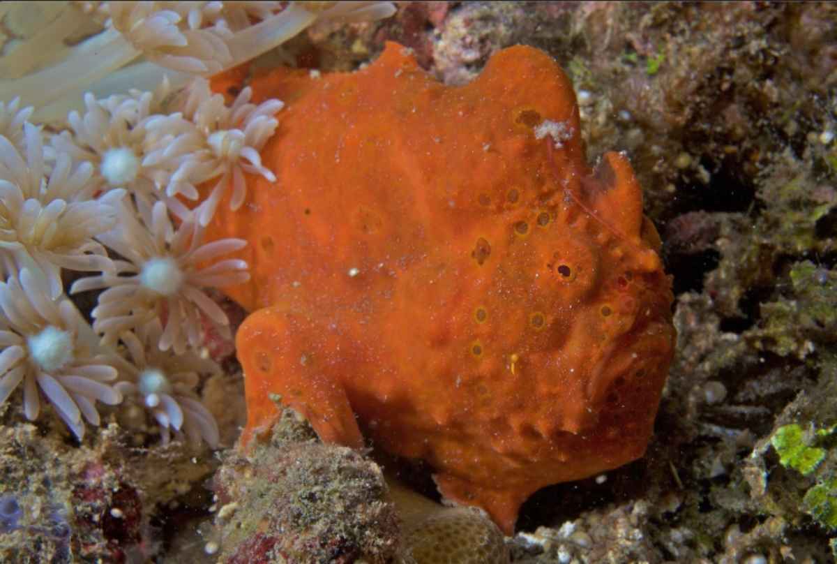 Pesce rana