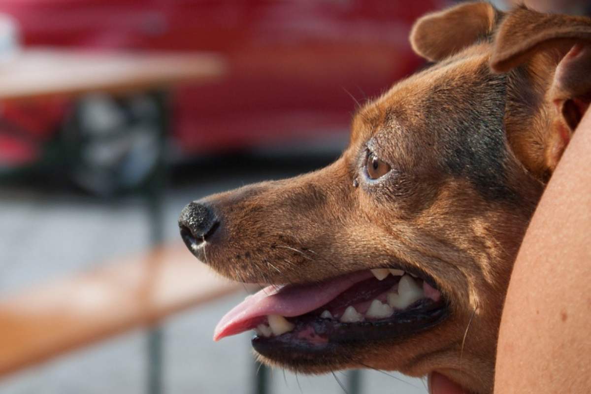 Profilo cane