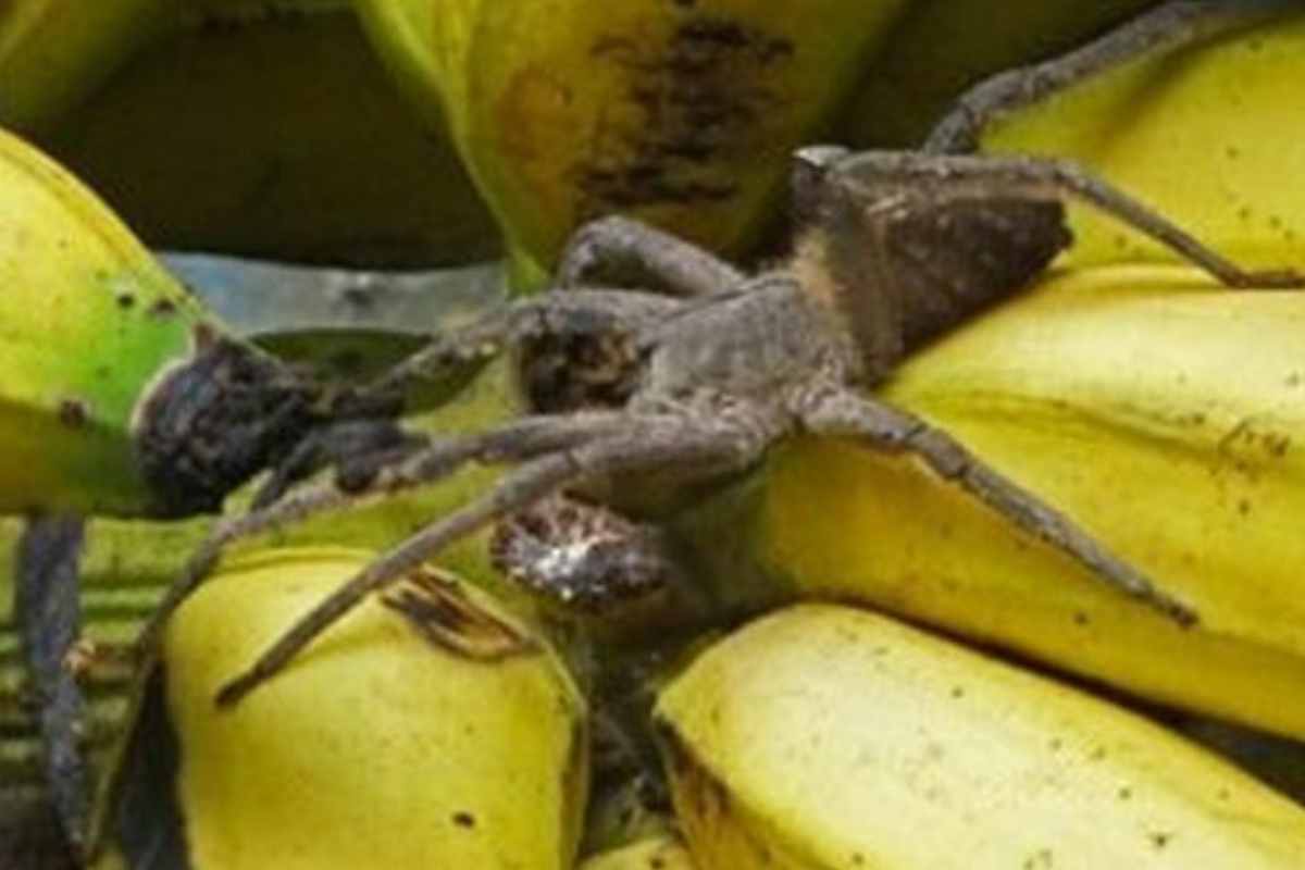 Ragno delle banane
