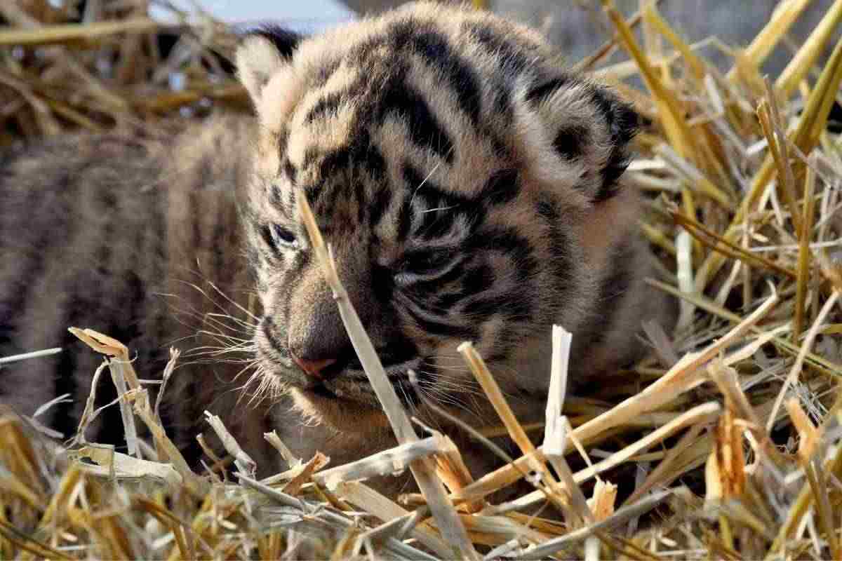 Tigre