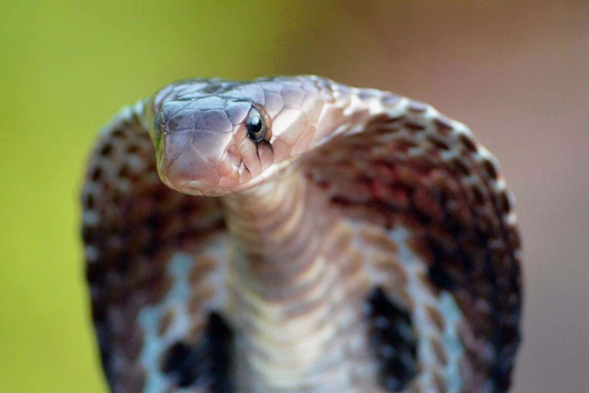 cobra da vicino