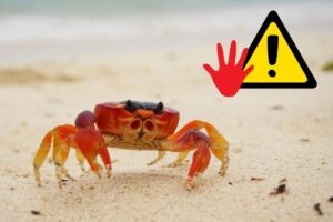 cosa non fare con gli animali marini in spiaggia