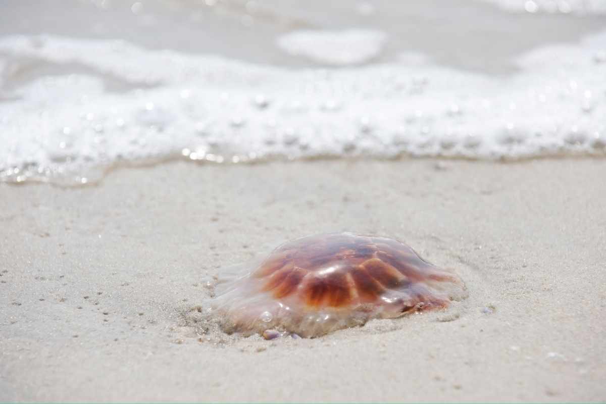 cosa non fare con gli animali marini in spiaggia
