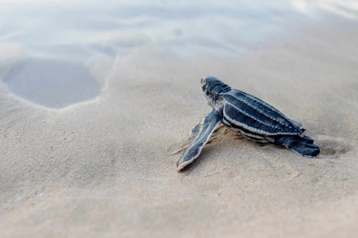 cosa non fare con gli animali marini in spiaggia