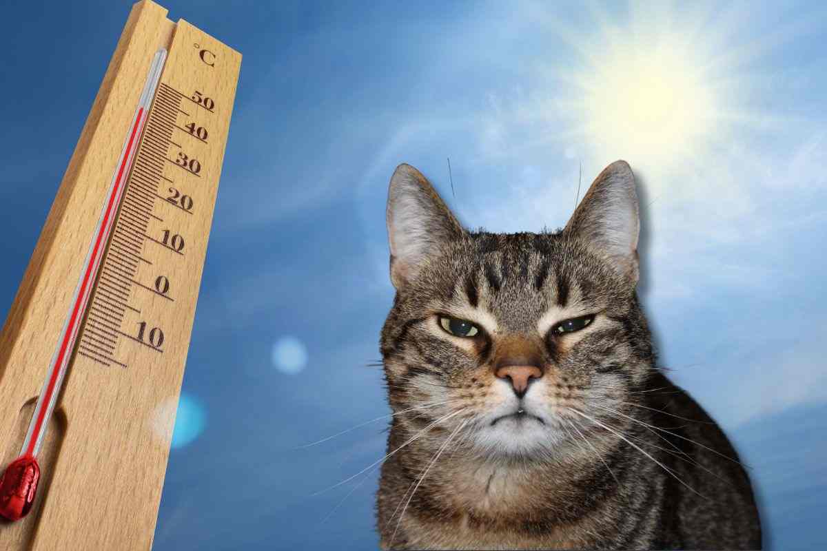 Ho un gatto anziano che soffre terribilmente il caldo: fortunatamente il veterinario mi ha insegnato un trucchetto