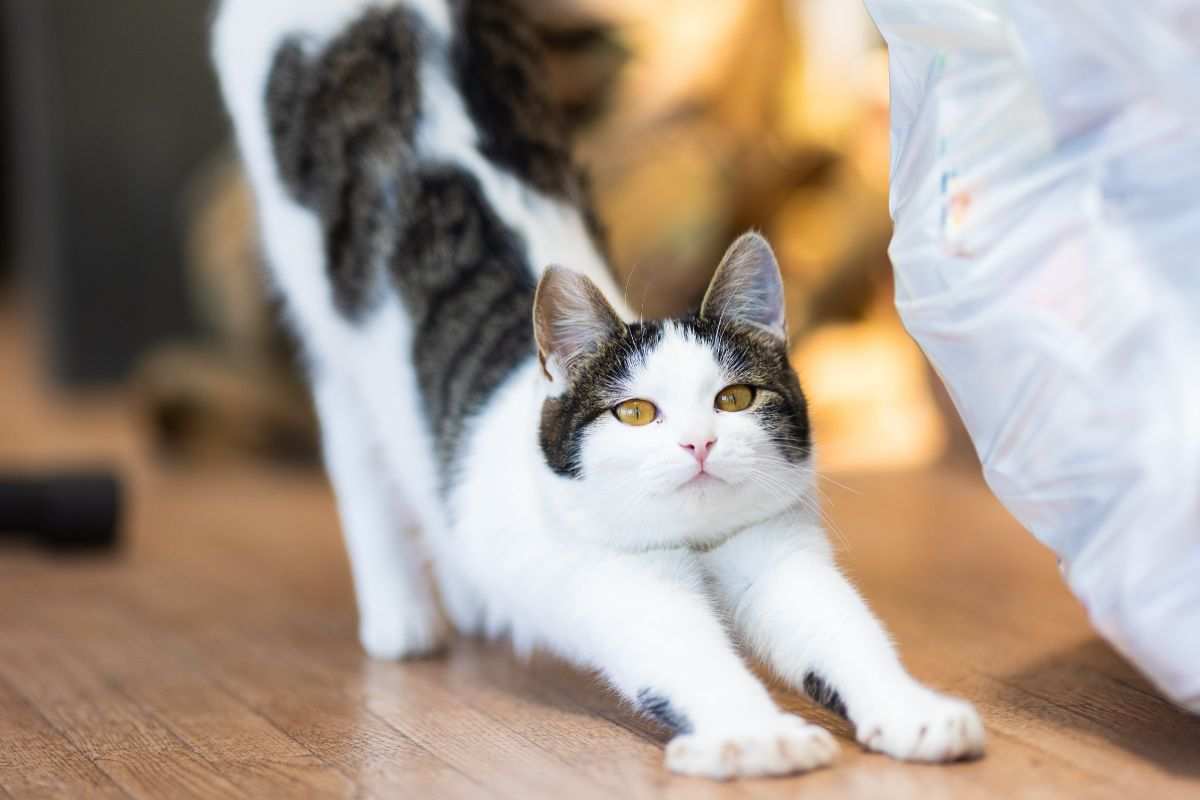 gatto si stiracchia
