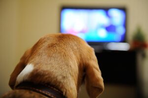 reazioni dei cani davanti alla tv