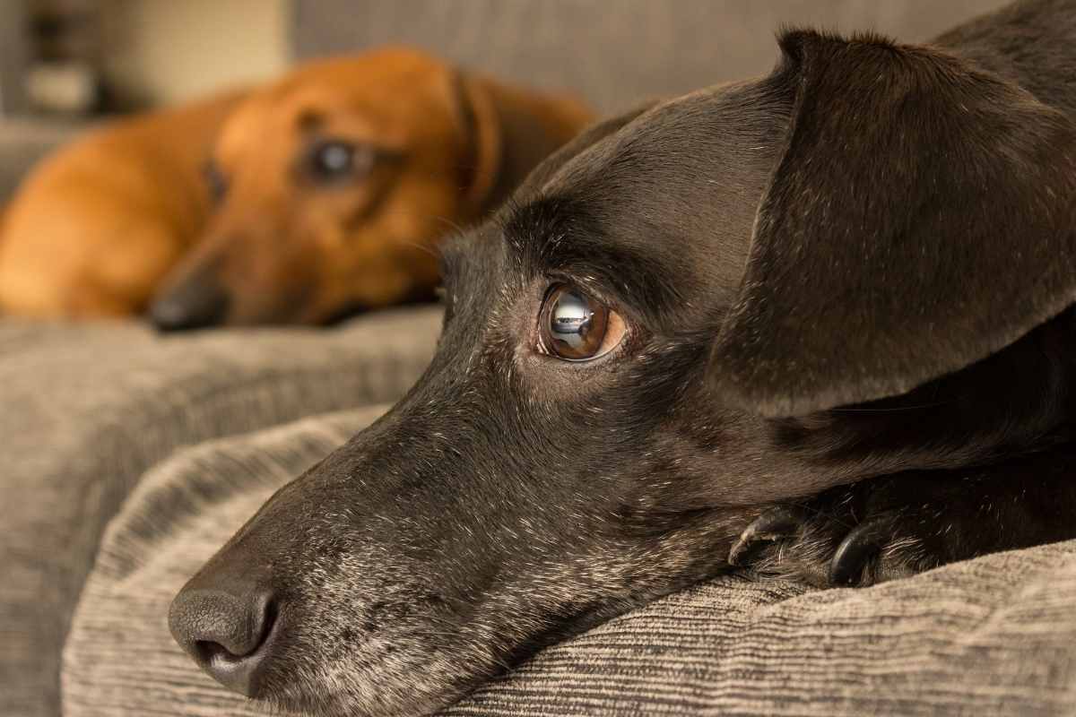 reazioni dei cani davanti alla tv