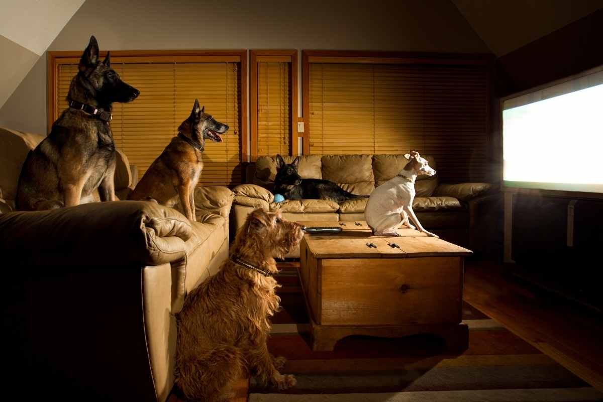 reazioni dei cani davanti alla tv