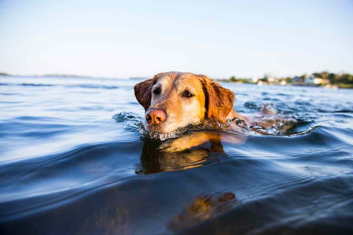 cucciolo salvato largo mare