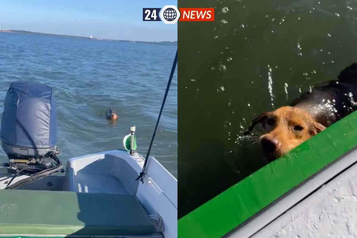cucciolo salvato largo mare