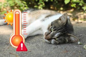 gatti estate cosa non fare