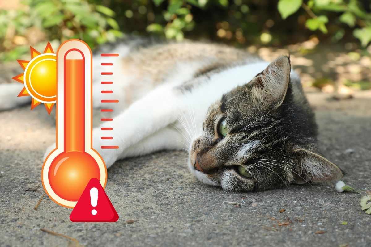 gatti estate cosa non fare
