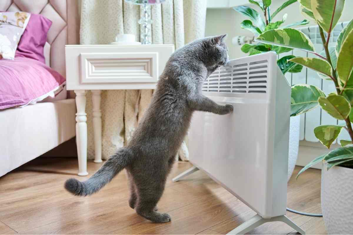 gatti estate cosa non fare