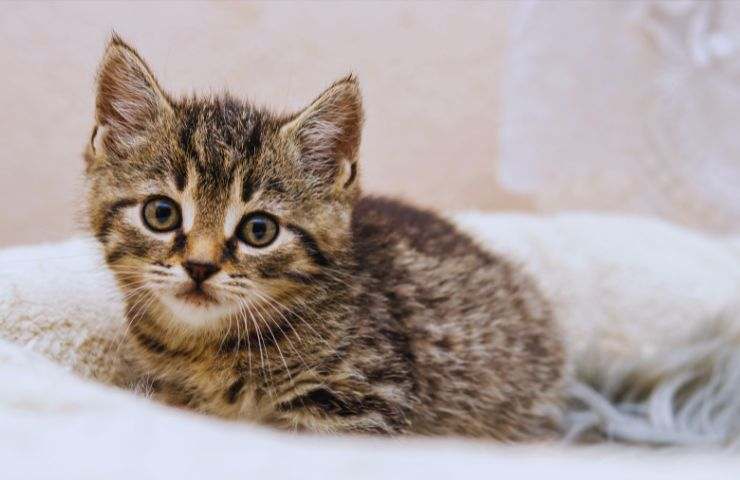 gattino