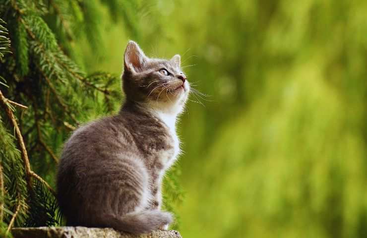 gattino