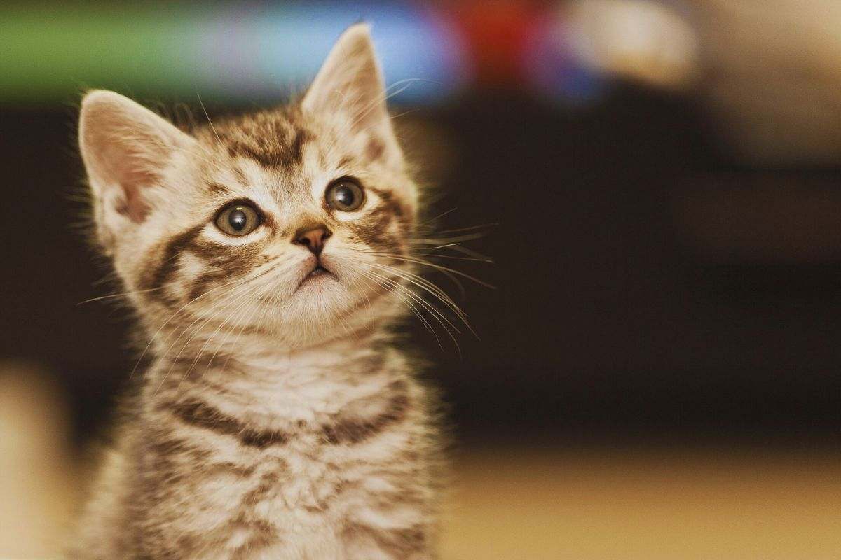 gattino
