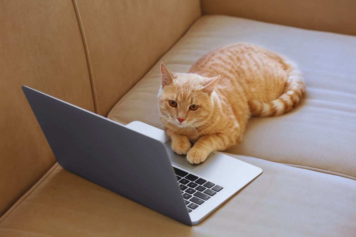 gatto al computer