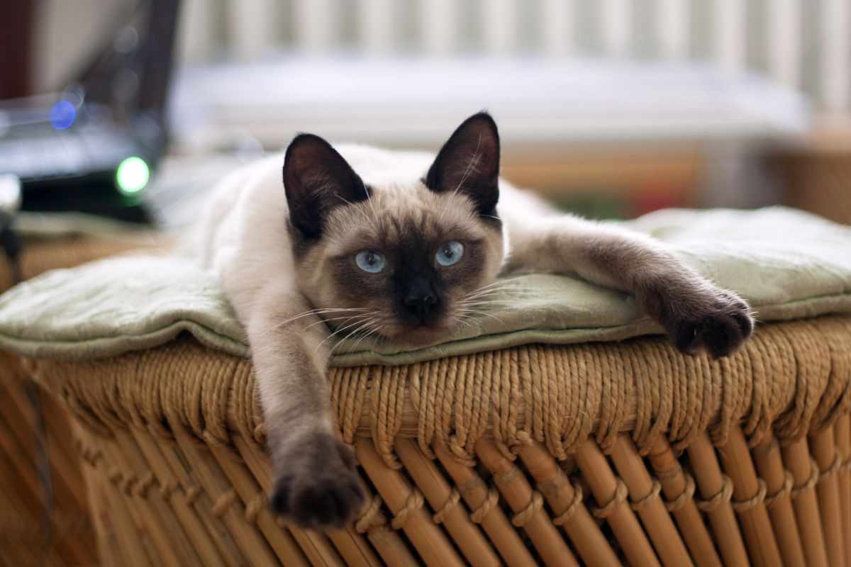 gatto su cuscino