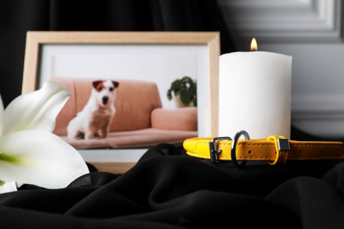 funerale di un cane