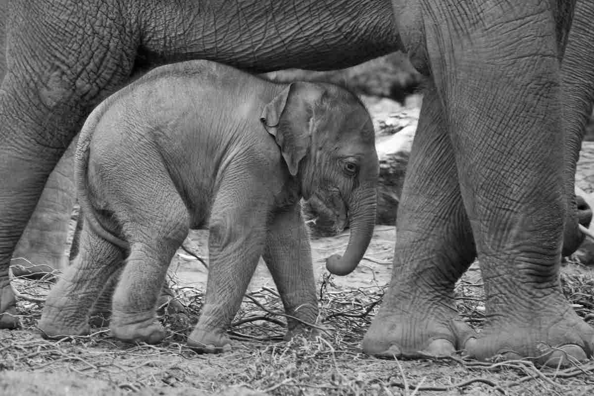 elefante cucciolo