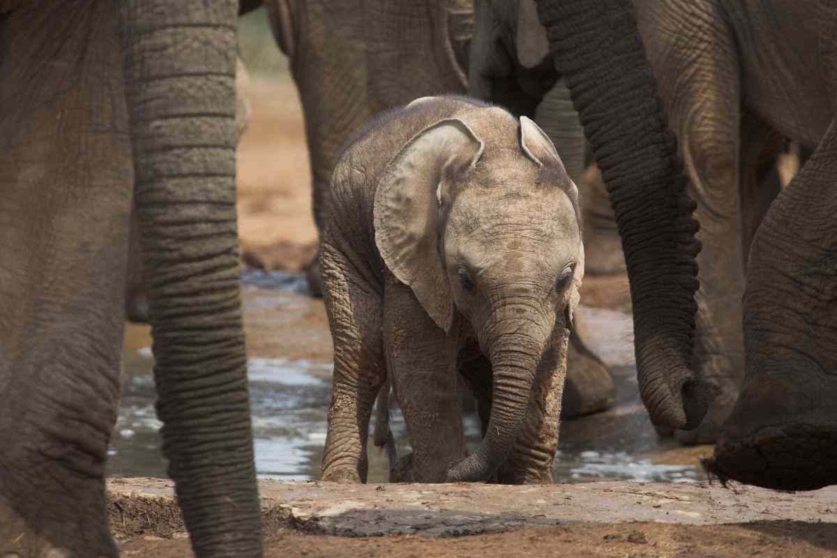 cucciolo di elefante con il branco
