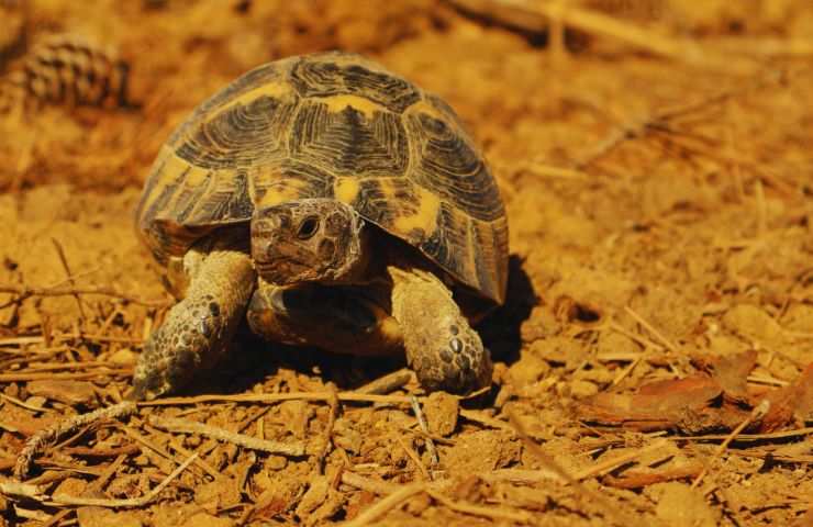 tartaruga 