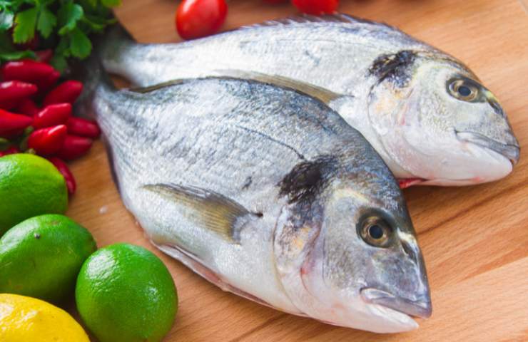 Due esemplari di sarago in cucina