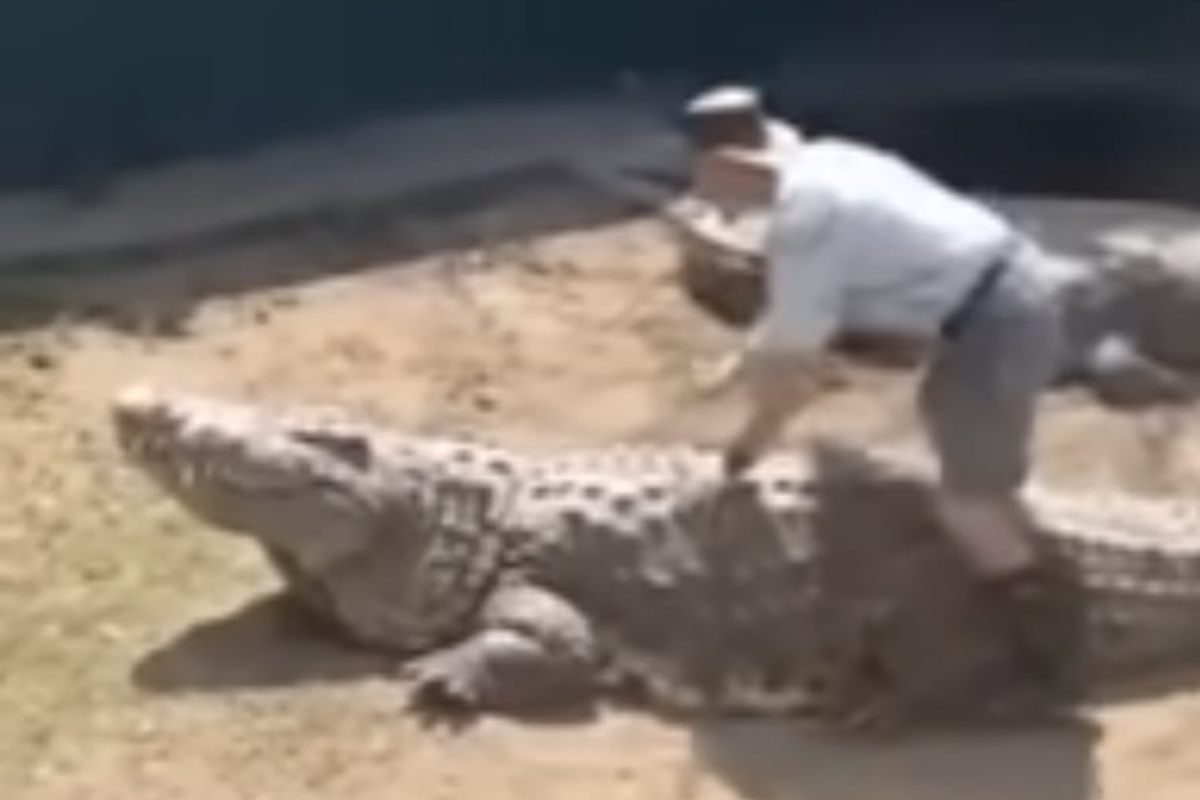 Coccodrillo lo attacca davanti a tutti