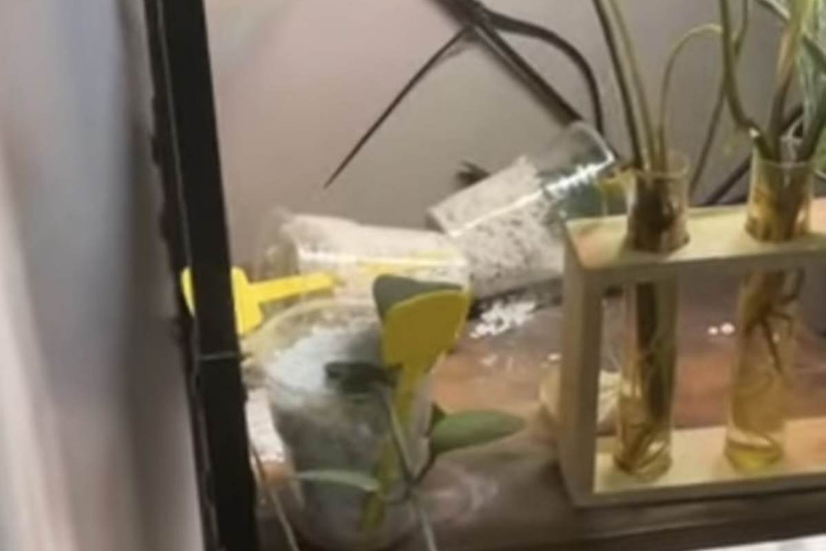 Sente rumore c'è un serpente in casa