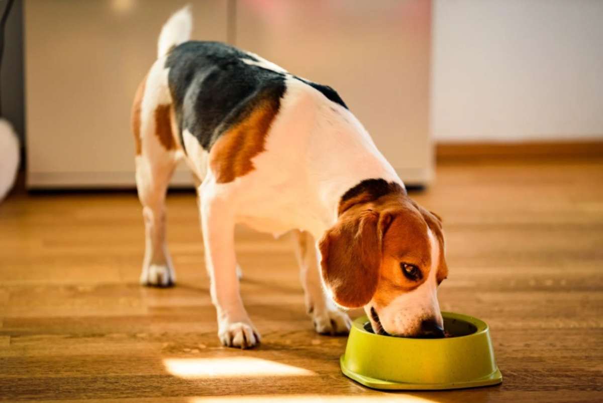 Beagle mangia dalla ciotola