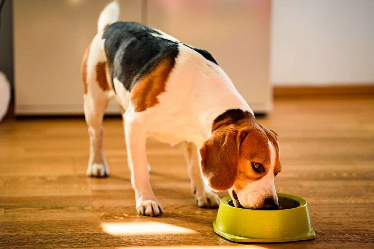 Beagle mangia il suo pasto