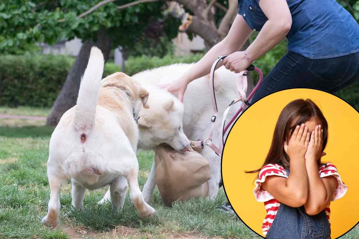 Bimba spaventata da cani che si azzuffano