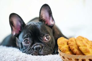 Biscotti per cane