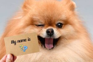 Cagnolino