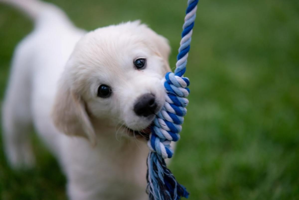 Cagnolino che gioca