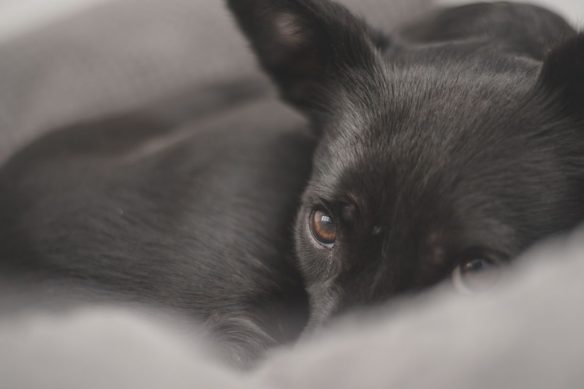 Cagnolino dallo sguardo terrorizzato