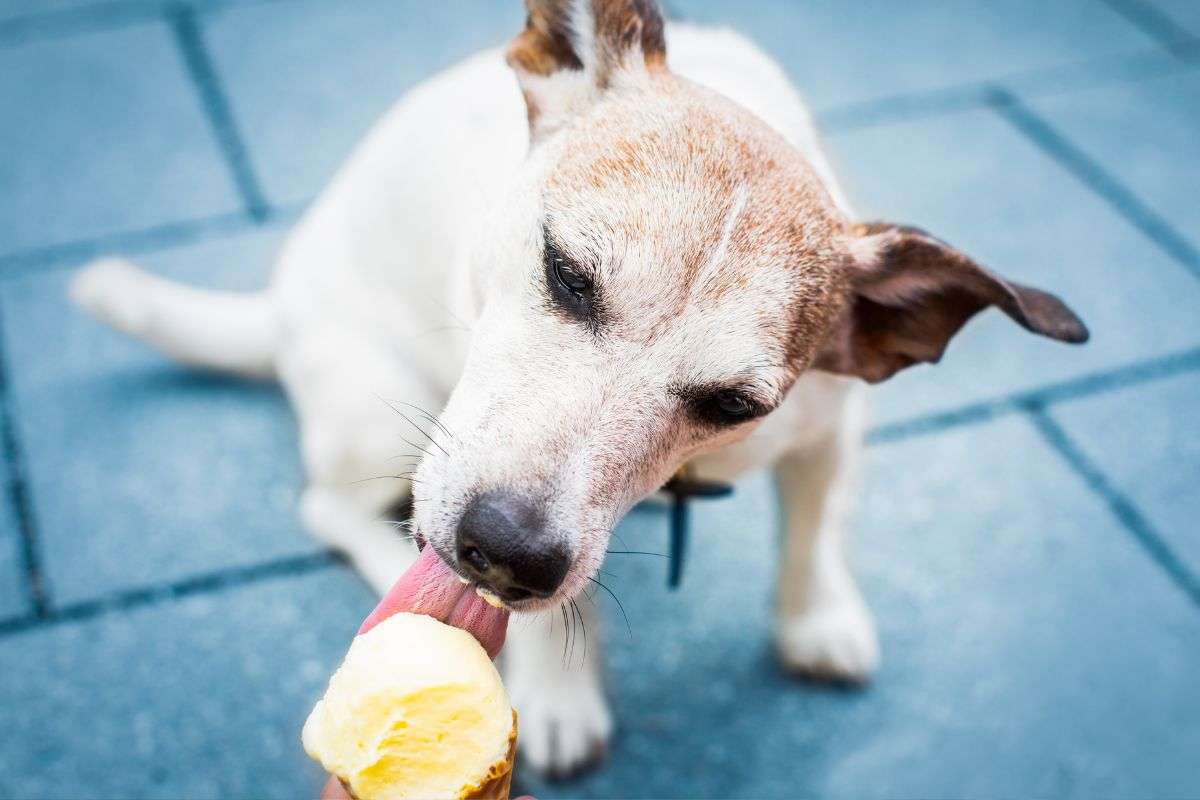 Cagnolino lecca gustoso gelato