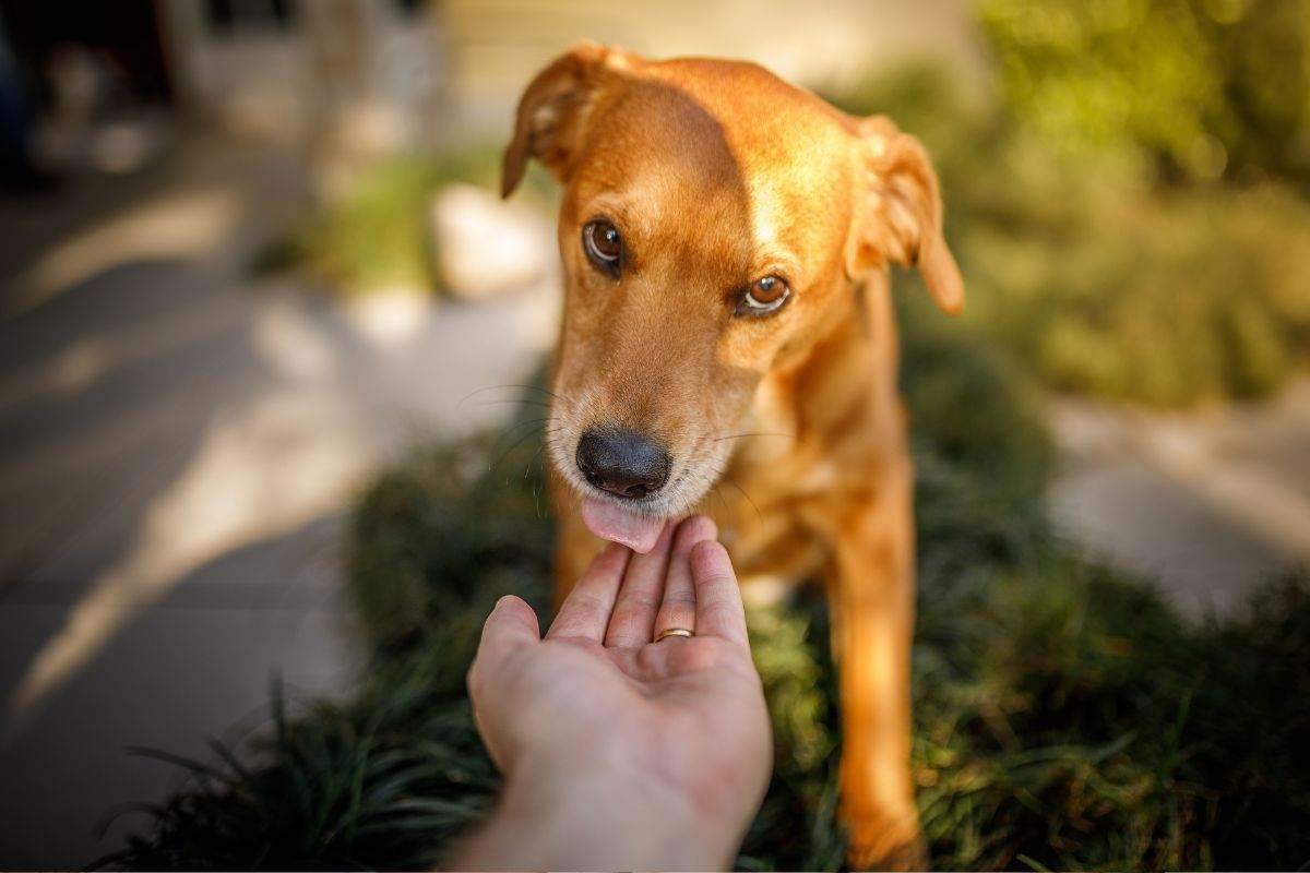 Cagnolino lecca mano del padrone