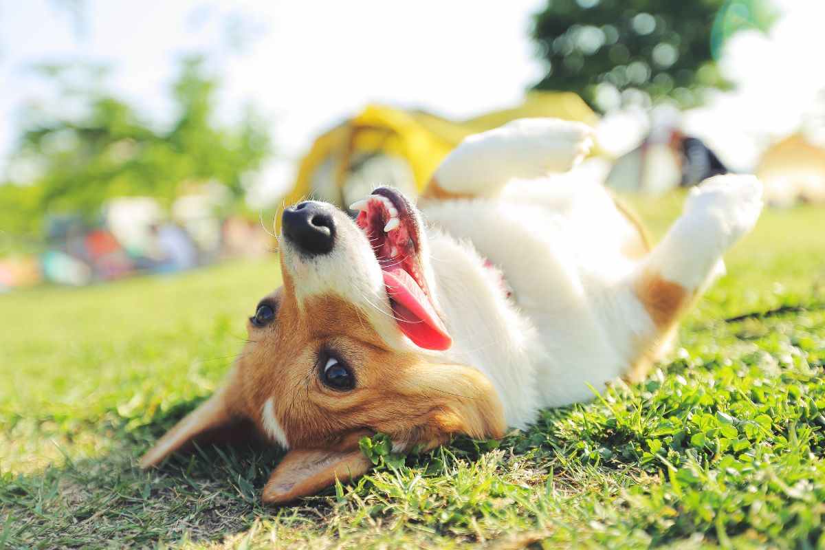 Cagnolino si rotola sull'erba