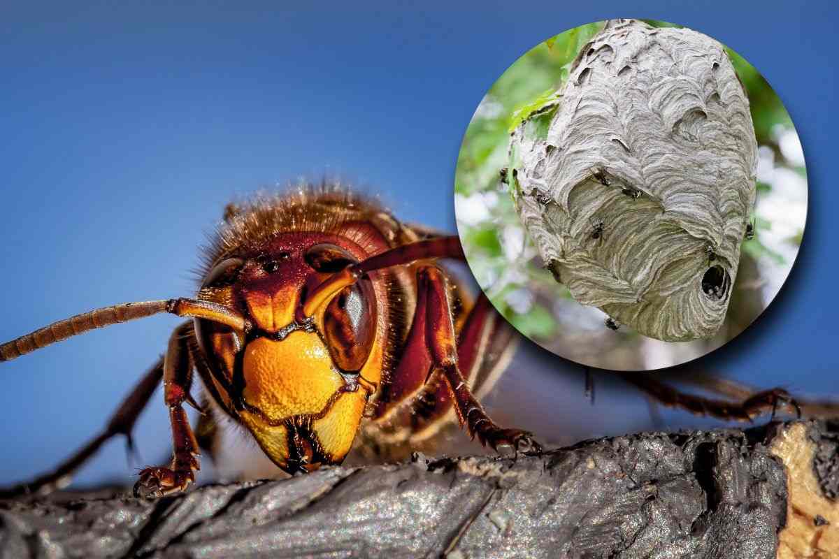 Calabrone e il favo, il nido della specie